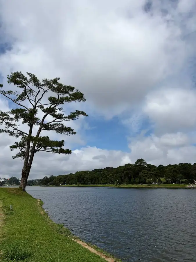 A pine on the shore of Xuan Huong lake, Da Lat