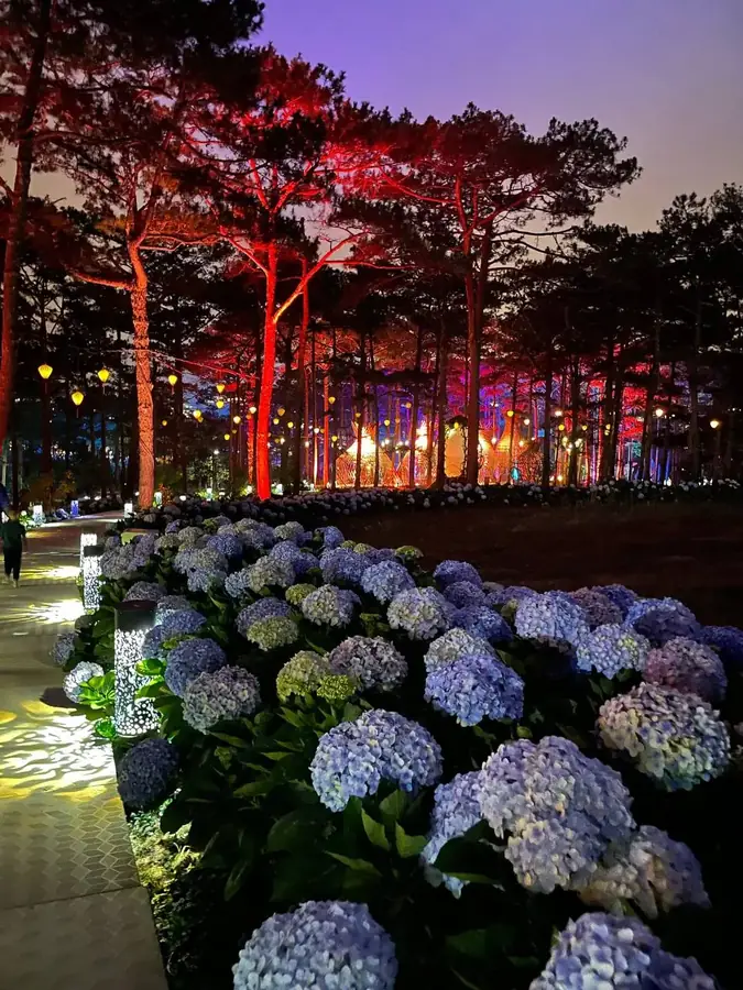 Floodlit pines and hydrangeas, Delight Park — Delight Park — a night light show in the pine forest, Da Lat