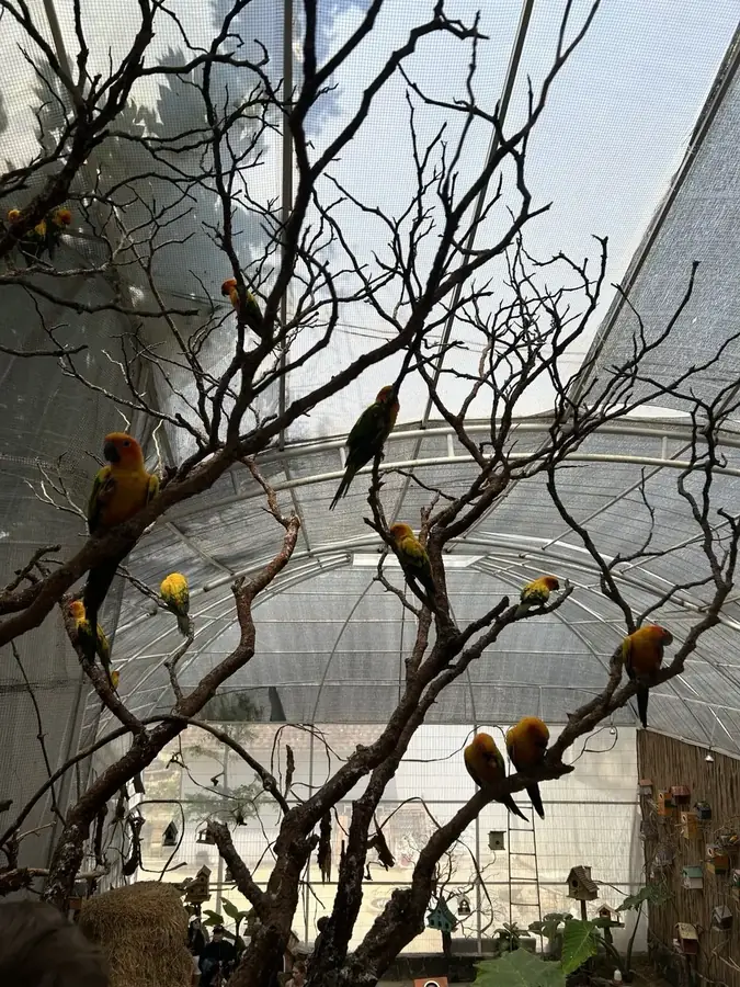 The parrot aviary, Puppy Farm, Da Lat
