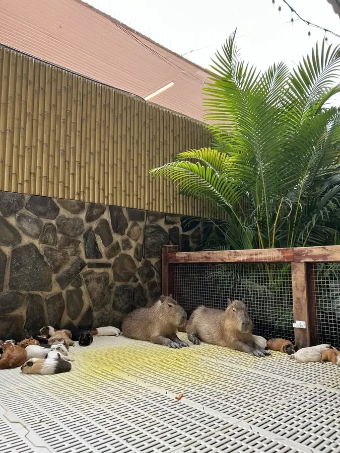 Capybaras and guinea pigs in the pen, Puppy Farm — Puppy Farm, Da Lat