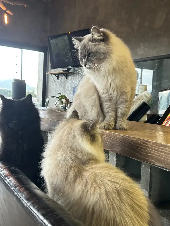 Two cats on the sill above the valley — LSD Coffee Mèo — a cat cafe with a valley view, Da Lat