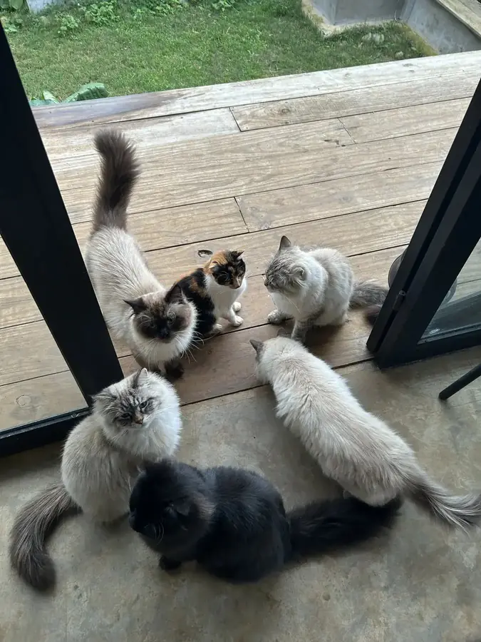 Cats on the wooden deck by the door — LSD Coffee Mèo — a cat cafe with a valley view, Da Lat