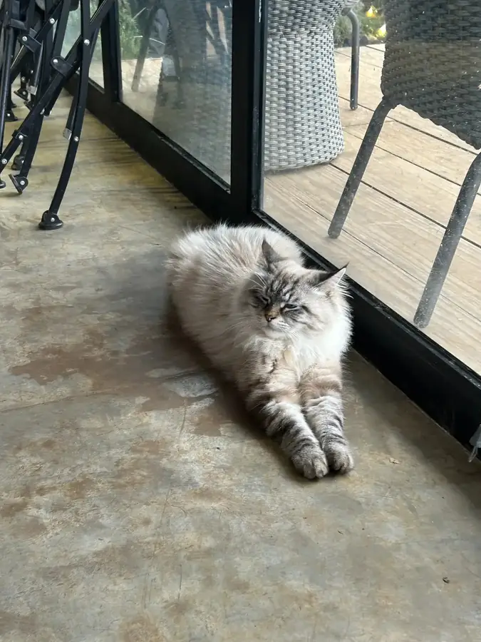 A cat on the floor by the glass wall — LSD Coffee Mèo — a cat cafe with a valley view, Da Lat
