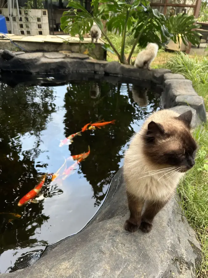 A cat on the stone rim of the koi pond — LSD Coffee Mèo — a cat cafe with a valley view, Da Lat