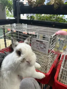 Q Bunny Cafe — кофейня с кроликами, Далат