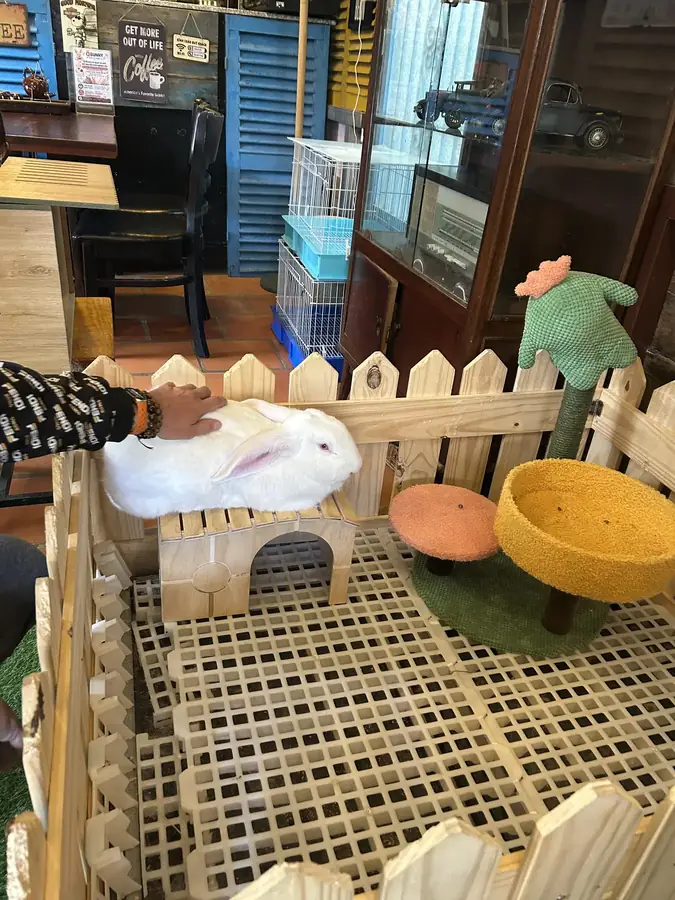 Загон с кроликом у окна в зале — Q Bunny Cafe — кофейня с кроликами, Далат